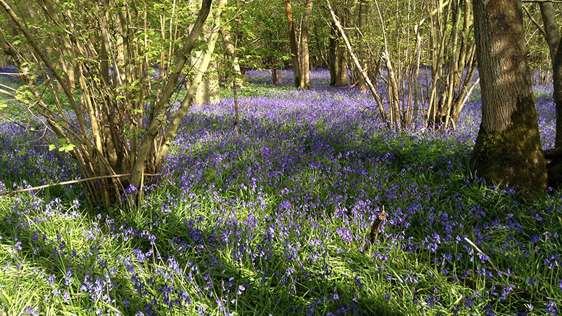 Bluebell woods biodiversity photo